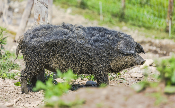 北海道幕別町のふるさと納税 国宝・十勝ロイヤルマンガリッツァ豚 塩しゃぶしゃぶ ロース400g 北海道 幕別町 【 豚肉 豚 しゃぶしゃぶ 塩 湖塩 冷凍 生 】 お肉 牛肉 牛肉/しゃぶしゃぶ