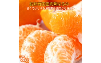 【和歌山県美浜町】果肉ぷりぷり!完熟はるみ 5kg ※2026年2月中旬?2月下旬頃に順次発送予定