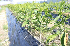 【和歌山県有田郡湯浅町】ZE6476_清見(きよみ)苗木 2年生 1本