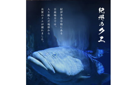 和歌山県湯浅町のふるさと納税 R1002_天然 クエ鍋 500g（くえ鍋セット）