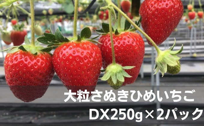 大粒さぬきひめいちご DX250g×2パック