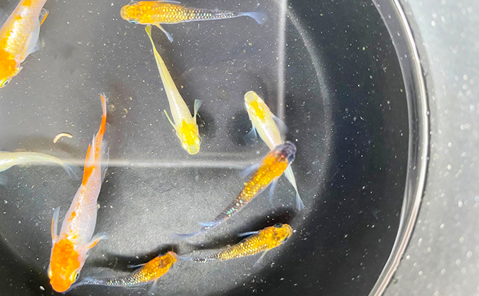 香川県東かがわ市のふるさと納税 菊まるめだかの【超美人めだか３種セット】計24匹 生き物 メダカ お魚 ペット
