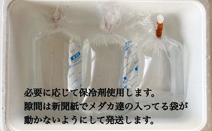 香川県東かがわ市のふるさと納税 菊まるめだかの【超美人めだか３種セット】計24匹 生き物 メダカ お魚 ペット