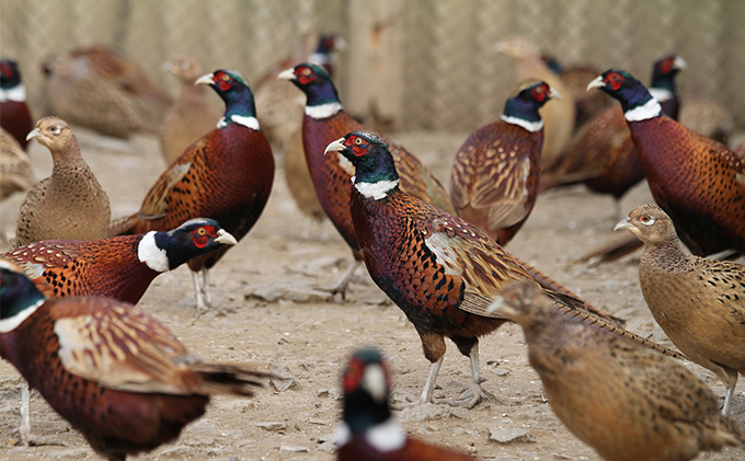 鬼北きじの丸鳥 キジ肉 雉 キジ ジビエ 愛媛県北宇和郡鬼北町 ふるさと納税サイト ふるさとプレミアム