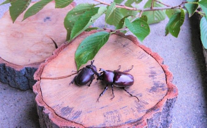 カブトムシ（成虫）オスメス１ペア飼育セット付【配送期間は6月下旬～8