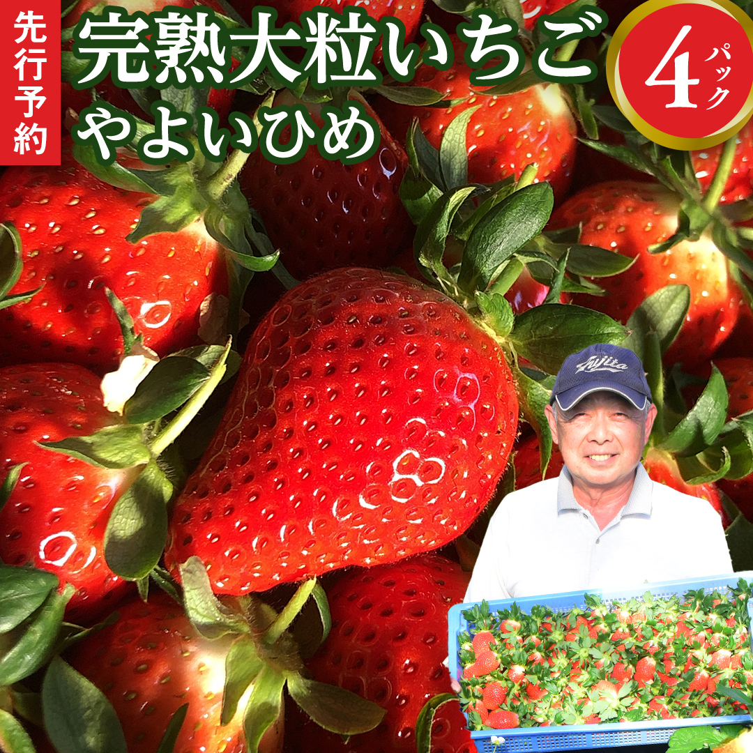[ 先行予約 ] イチゴ 完熟 やよいひめ 4パック 大粒 いちご 苺 期間限定 数量限定 [AF059ci]