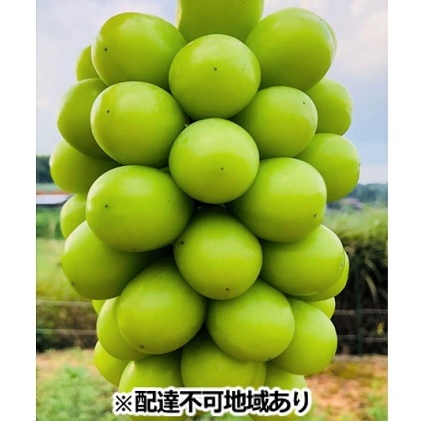 シャインマスカット 約1.4kg 2房 丘の上のぶどう畑 岡山県産 葡萄 ぶどう 果物 フルーツ 2023年 先行予約