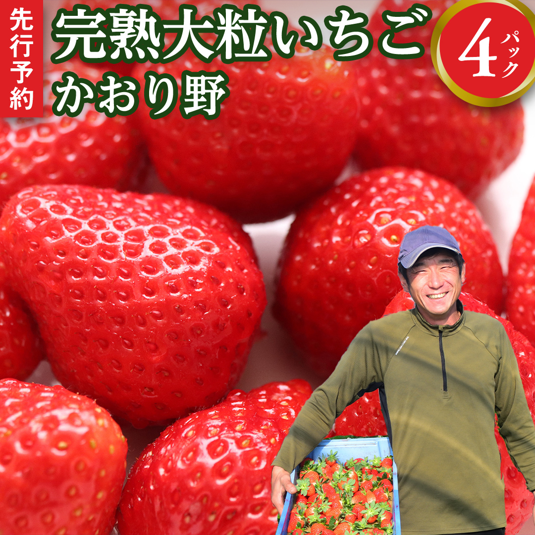 [ 先行予約 ] イチゴ 完熟 かおり野 4パック 大粒 いちご 苺 期間限定 数量限定 [AF062ci]