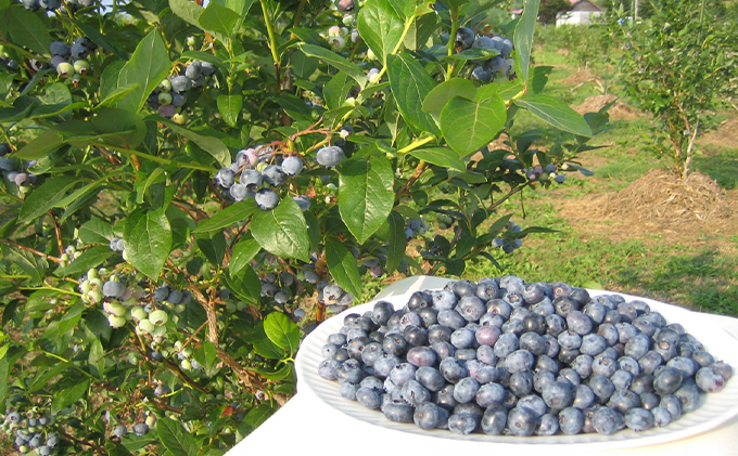 北のハイグレード食品認定 有機ブルーベリージュース 紺碧の恋 710ml 1本 北海道仁木町 ふるさと納税サイト ふるさとプレミアム