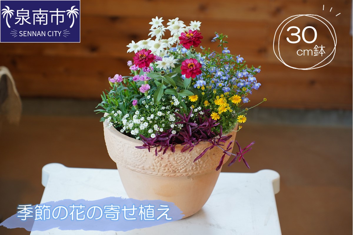 季節の花の寄せ植え 30cm鉢[005D-007]