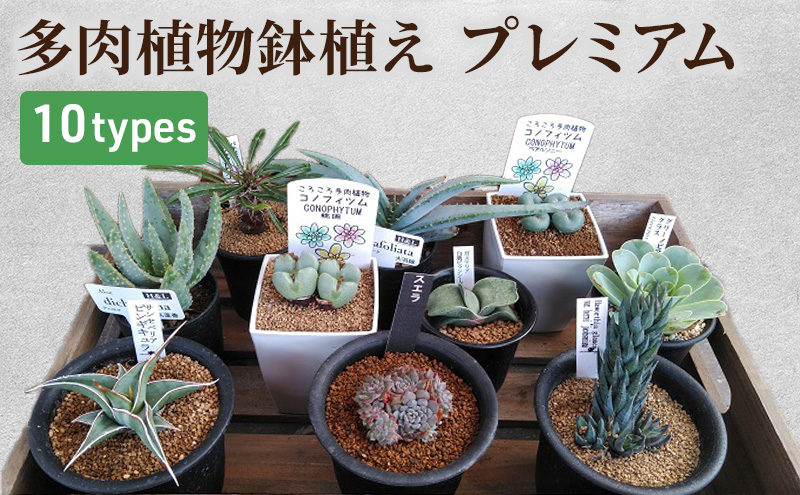 広島県安芸高田市のふるさと納税 多肉植物 プレミアム 10種セット