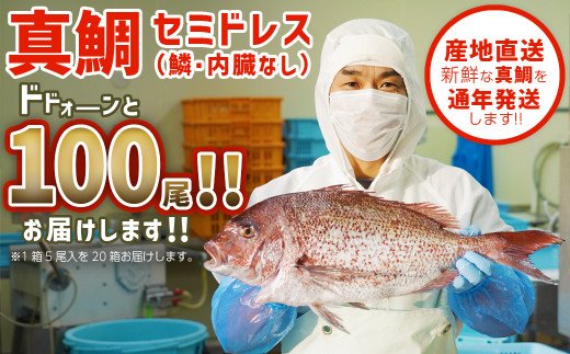 ふかうら真鯛（セミドレス）　ドドォーンと１００尾！！