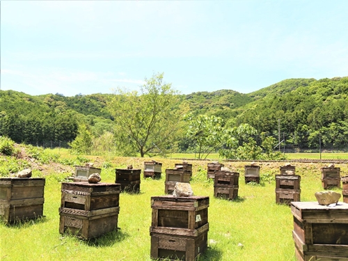 国産　はちみつ　百花　アカシア　そば　300gワンタッチボトル×3本セット　計900g／長谷川養蜂　希少　蜂蜜　三重県　南伊勢町　伊勢志摩|株式会社　 長谷川養蜂