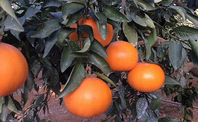 [2023年3月頃より順次発送]柑橘の女王『せとか美人』施設栽培 約3kg