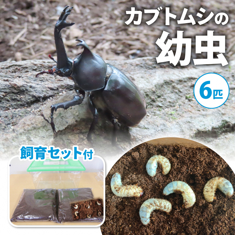 配送期間は2025年1月下旬～4月上旬に随時配送】カブトムシ（幼虫・6匹）飼育セット付 / 京都府南山城村 | セゾンのふるさと納税