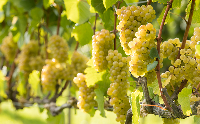 北海道仁木町のふるさと納税 NIKI Hills Winery ファーストエクスペリエンスワインセット【 3本セット 】 白ワイン ワインセット 洋酒 お酒 アルコール ブドウ ぶどう 辛口 甘口 [株式会社NIKI Hillsヴィレッジ]