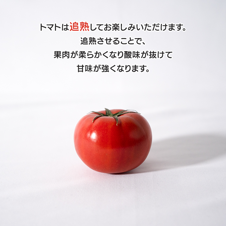 トマト 少し大きめの徳谷トマト4K A | 春 Spring fruits,徳谷トマト