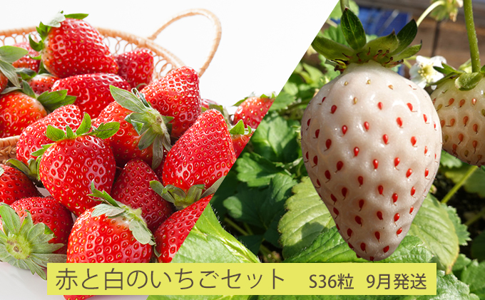 【9月発送】今野農園「赤と白のいちごセット」(S36粒)北海道仁木町産