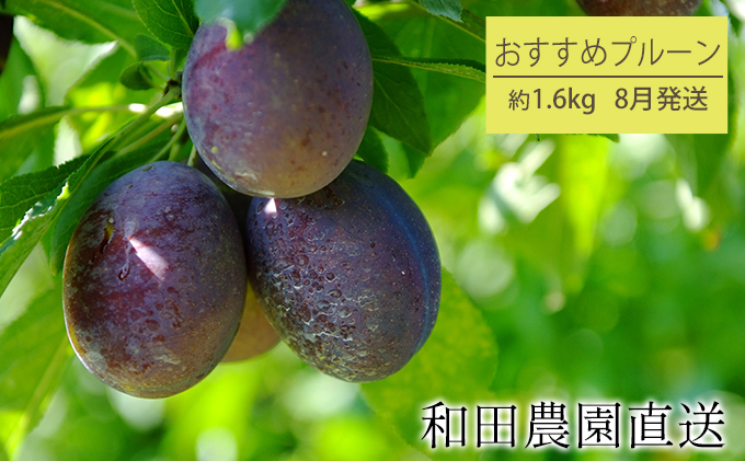 【8月発送】和田農園のおすすめプルーン1.6kg（北海道仁木町産）