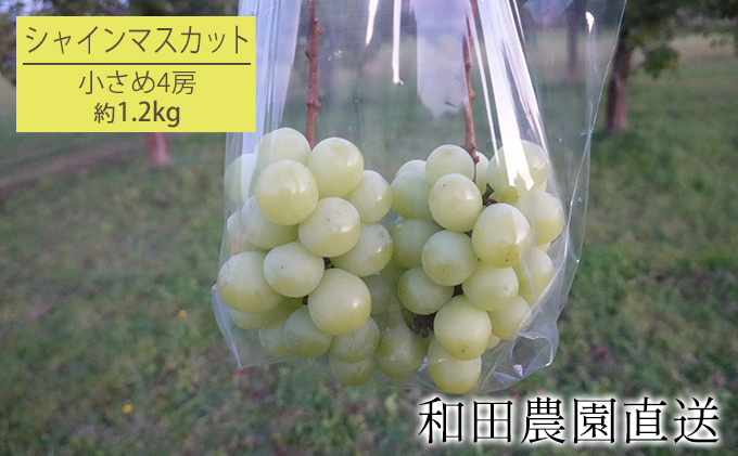 【小さめ4房】和田農園のシャインマスカット 約1.2kg（北海道仁木町産）