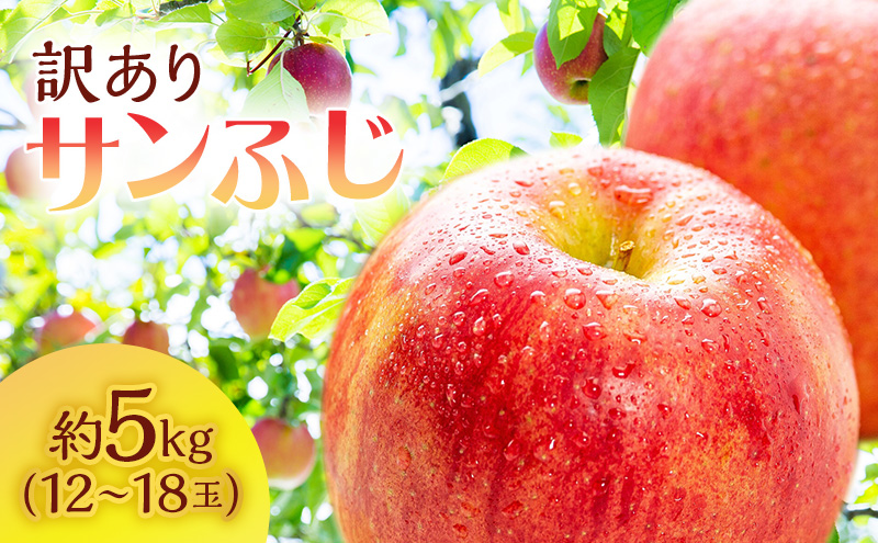 2023　約　リンゴ　訳あり　（12～18玉)　5kg　青森県鰺ヶ沢町　青森　鰺ヶ沢町産　サンふじ　12月～1月発送　林檎　傷　果物　ふじ　不揃い　サンフジ　さいきち農園　フルーツ　青森県　りんご　セゾンのふるさと納税