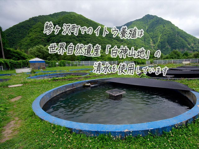 鮮魚でお届け 幻の魚 イトウ 1尾 約1kg 配送地域限定 青森県鰺ヶ沢町 セゾンのふるさと納税