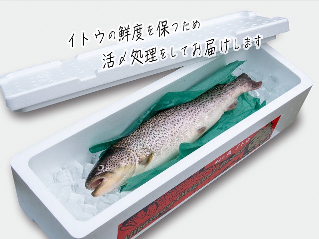 鮮魚でお届け 幻の魚 イトウ 1尾 約1kg 配送地域限定 青森県鰺ヶ沢町 セゾンのふるさと納税