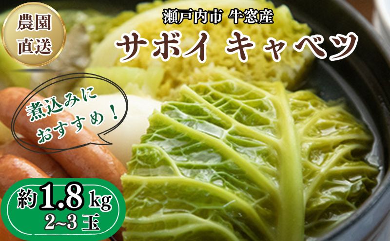  瀬戸内 牛窓産 サボイ キャベツ 約1.8kg（2～3玉）