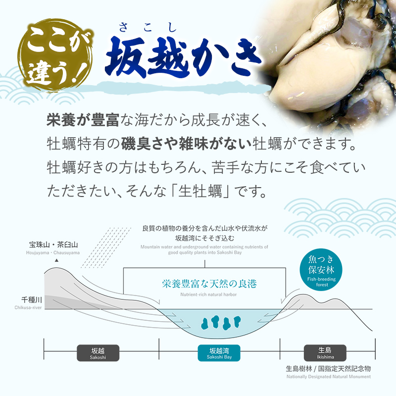 牡蠣 坂越かき 殻付き牡蠣 28個 軍手・オイスターナイフ付き[ 生牡蠣 かき カキ 殻付 生食 冬牡蠣 ]|有限会社　光栄水産