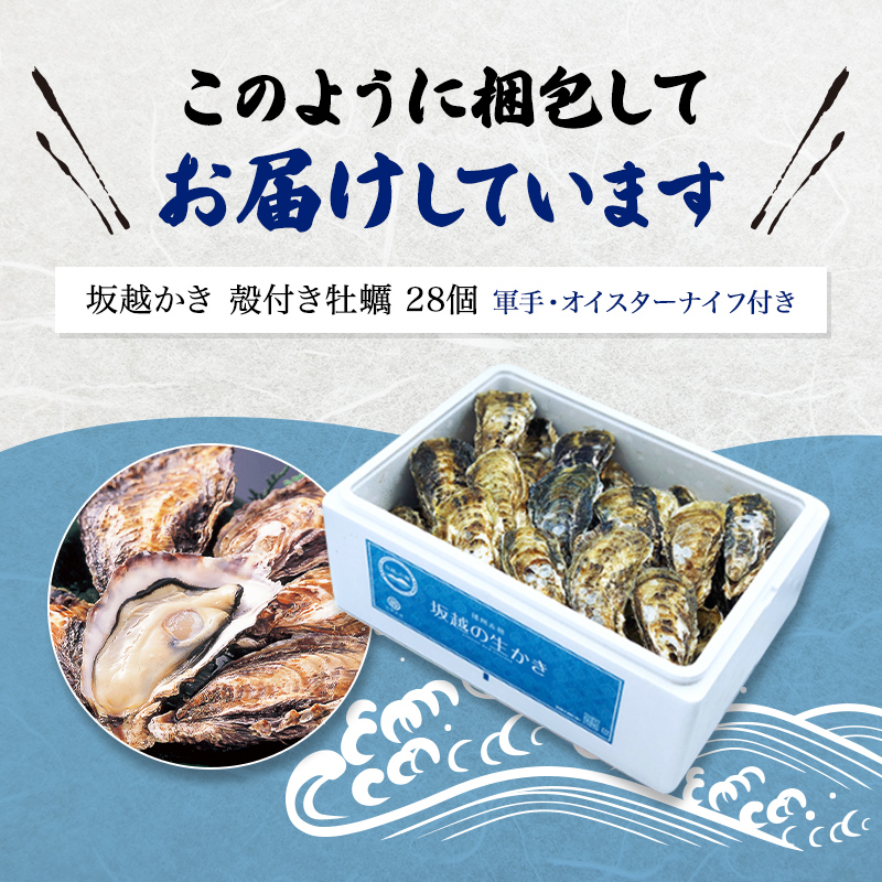 兵庫県赤穂市のふるさと納税 牡蠣 坂越かき 殻付き牡蠣24個 軍手・オイスターナイフ付き[ 生牡蠣 かき カキ 殻付 生食 冬牡蠣 ]