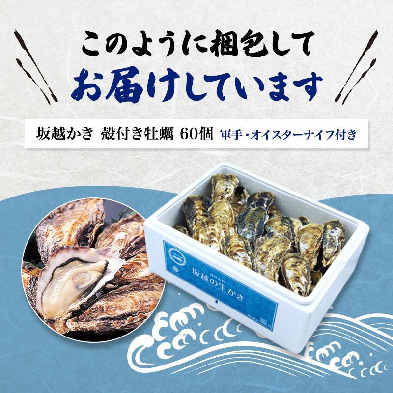 兵庫県赤穂市のふるさと納税 牡蠣 坂越かき 殻付き牡蠣60個 軍手・オイスターナイフ付き[ 生牡蠣 かき カキ 殻付 生食 冬牡蠣 ]