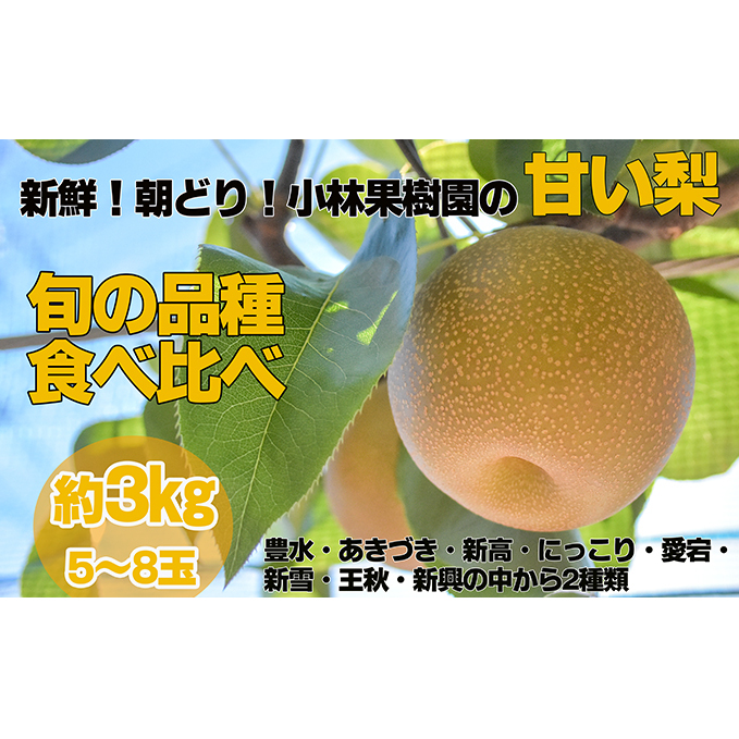 【先行予約・9月上旬以降発送】新鮮！朝どり！小林果樹園の甘い梨　旬の品種食べ比べ　5〜8玉