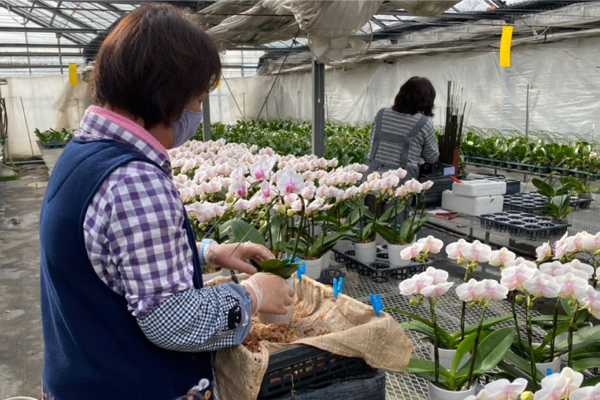 ミディ胡蝶蘭 4寸鉢 2本立 1鉢《品種や色の選択はおまかせ》/ 石原洋蘭園 / 山梨県 中央市|有限会社石原洋蘭園