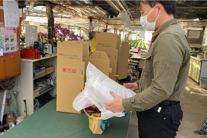 山梨県中央市のふるさと納税 ミディ胡蝶蘭 4寸鉢 2本立 1鉢《品種や色の選択はおまかせ》/ 石原洋蘭園 / 山梨県 中央市