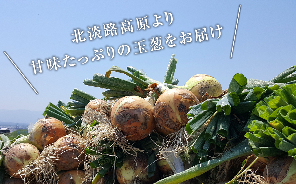 こうめいさんの玉葱5kg（兵庫県淡路市）　ふるさと納税サイト「ふるさとプレミアム」