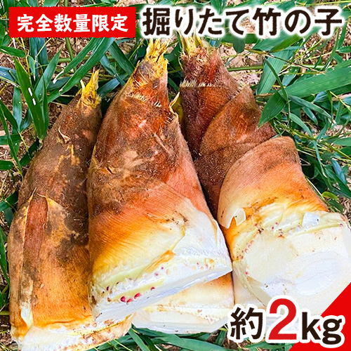 [2026年3月先行予約]熊本県 御船町 掘りたて たけのこ 2kg タケノコ 竹の子 冷蔵 ギフト グルメ 野菜 お祝い 春 筍[2026年3月上旬-4月下旬頃出荷] 有限会社ニシムラ