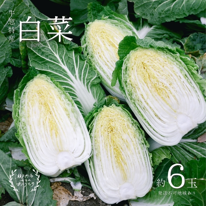 瀬戸内 牛窓産 白菜 約15kg(5〜6玉) 野菜 はくさい