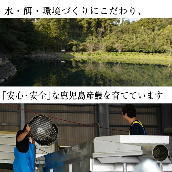 鹿児島県志布志市のふるさと納税 国産うなぎ蒲焼名水慈鰻5尾（合計800ｇ以上） c1-005