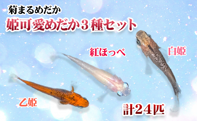 菊まるめだかの 姫可愛めだか3種セット 計24匹 香川県東かがわ市 ふるさと納税サイト ふるさとプレミアム