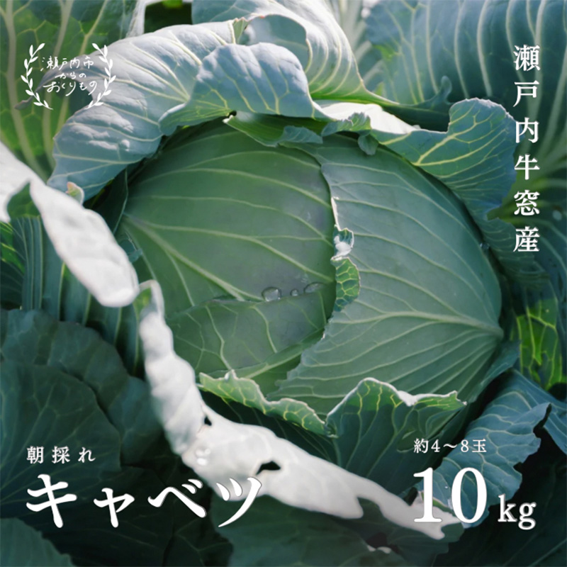 瀬戸内 牛窓産 キャベツ 約10kg(4〜8玉) 野菜