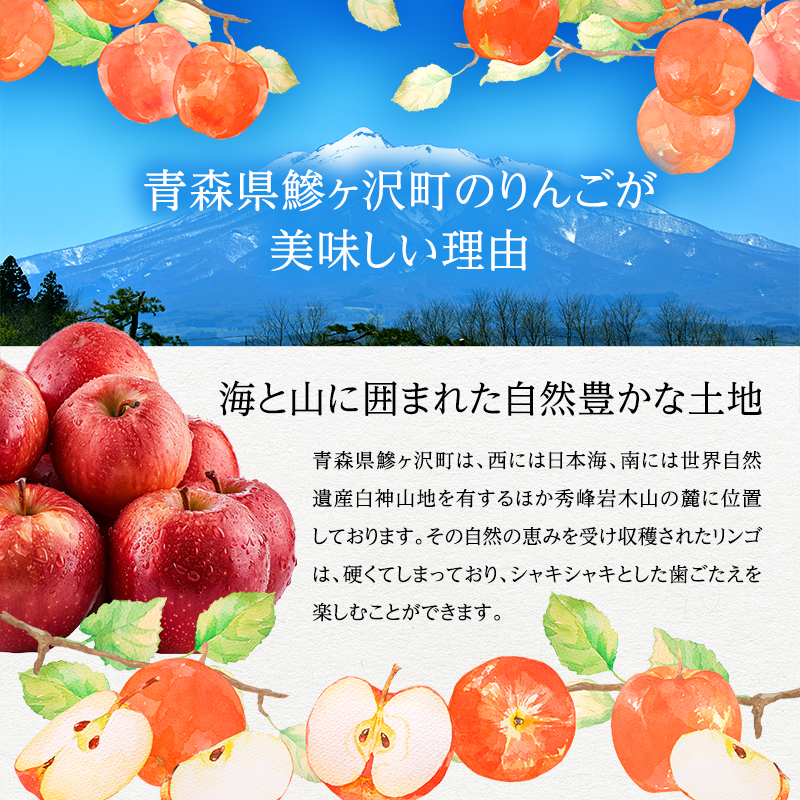 青森県鰺ヶ沢町のふるさと納税 りんご 訳あり 青森 紅玉 約 10kg (36～44玉) 青森県産 リンゴ サイキチ農園 青森県 鰺ヶ沢町産 フルーツ 果物 不揃い 傷 林檎 2024