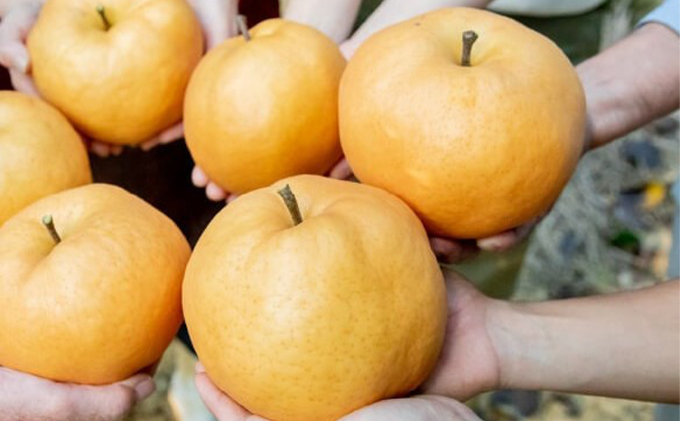 あたご梨4kg赤秀7玉入り贈答箱(約600g玉) | 石原果樹園ネット