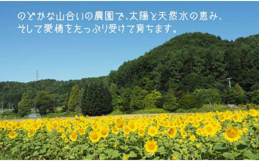 豊潤な香り「特選甘熟キングメロン」2玉 E007 / 北海道栗山町 | セゾン