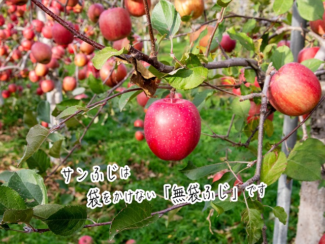 青森県鰺ヶ沢町のふるさと納税 さいきち農園のサンふじ 約4～5kg(12～18玉)　青森県鰺ヶ沢町産りんご