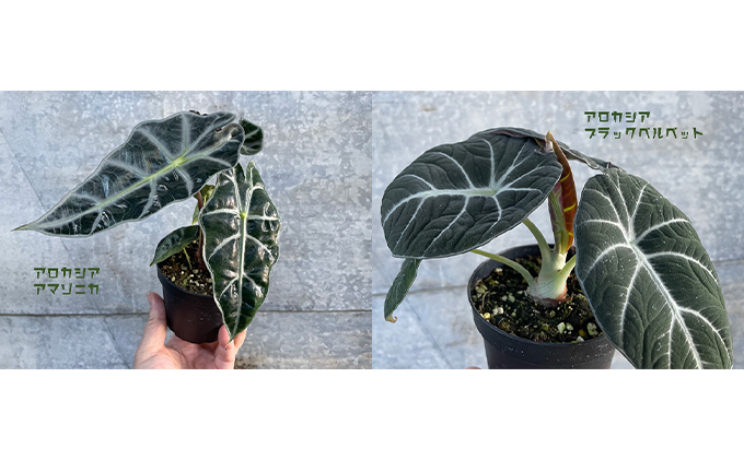 観葉植物 アロカシア 2種セット 岐阜県海津市 セゾンのふるさと納税