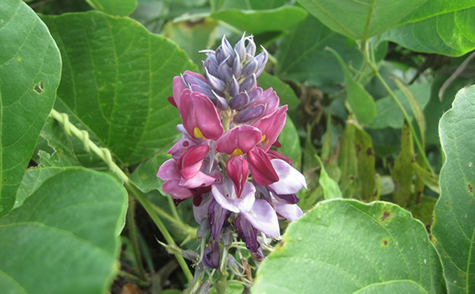 くずあめ 京風ラベル3種セット 葛の花 オオバコ 葛エキスを使用 福井県若狭町 ふるさと納税サイト ふるさとプレミアム