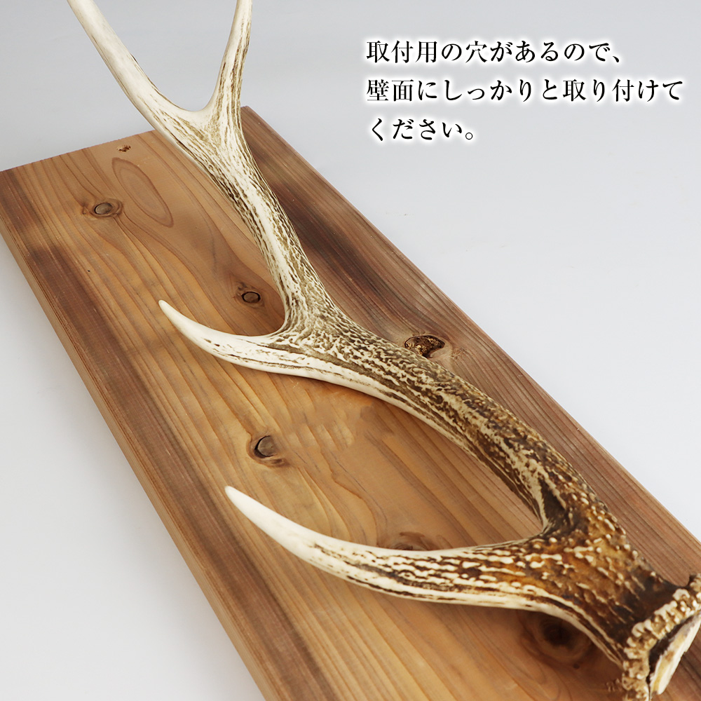 エゾシカ角 壁掛け（横約20cm×縦約60cm） / 北海道白老町