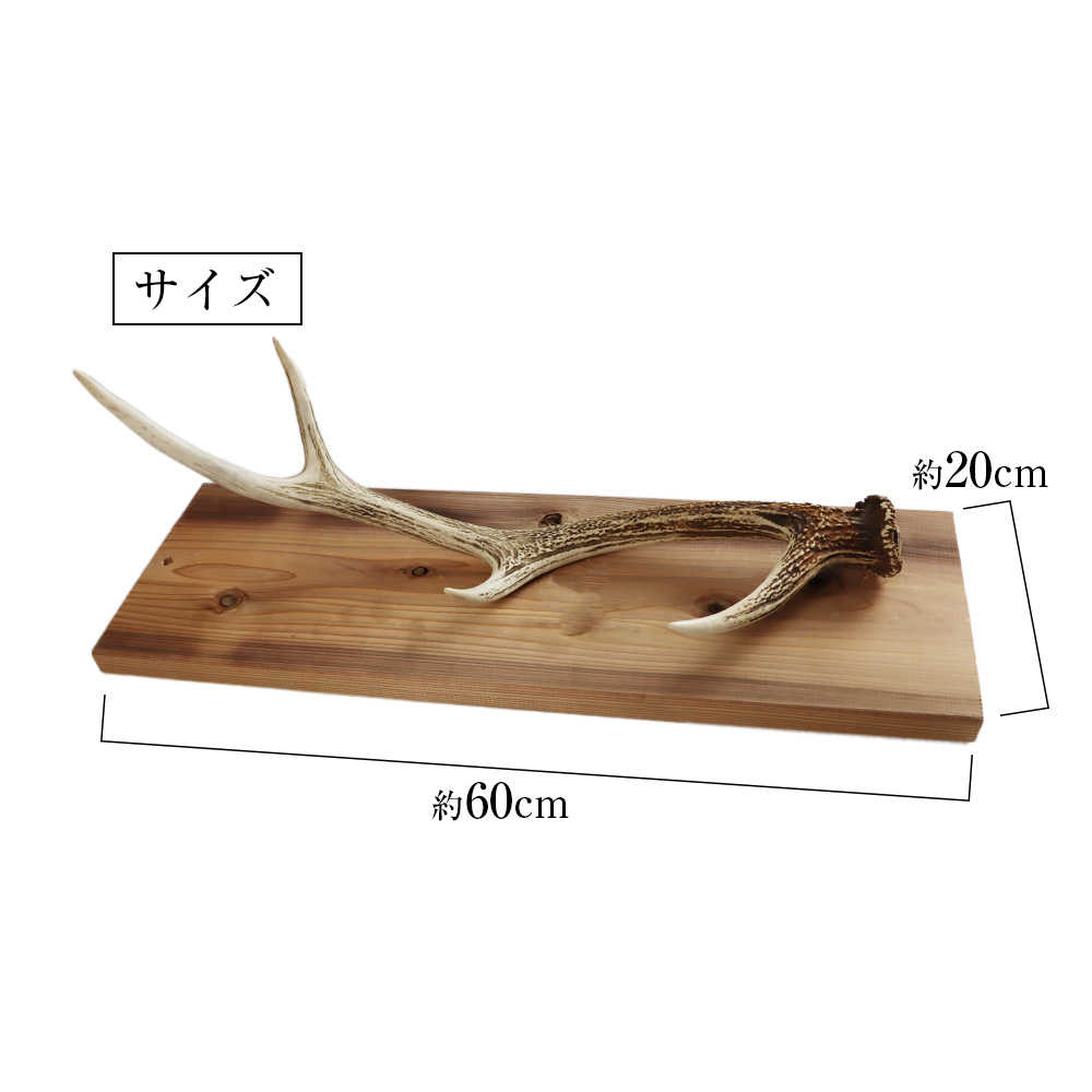 エゾシカ角 壁掛け（横約20cm×縦約60cm） / 北海道白老町