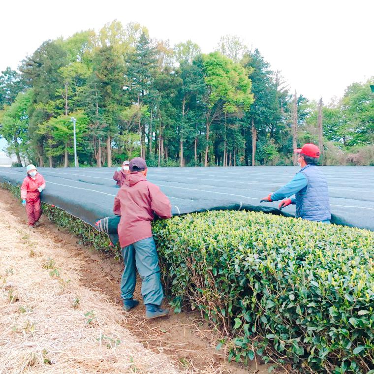 ＜ギフト＞毎日飲みたい！荒茶づくりお徳用 250g入り4本[AE010ya]|飯山製茶工場