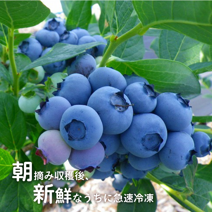冷凍】有機ブルーベリー 1.2kg（400g×3袋） / 島根県邑南町 | セゾンのふるさと納税